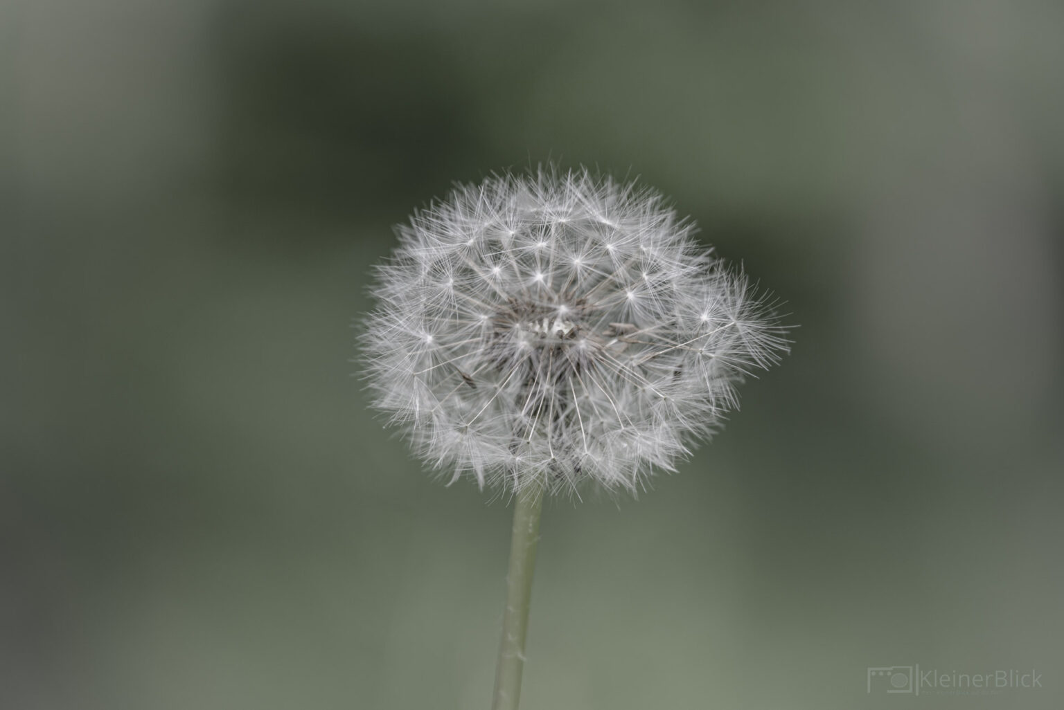 Pusteblume