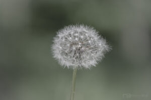 Pusteblume