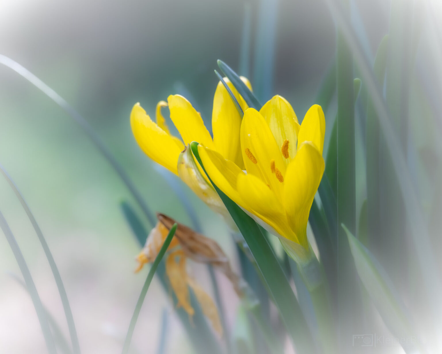 Herbst-Goldbecher