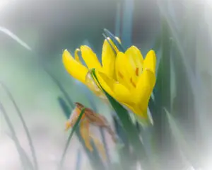 Herbst-Goldbecher