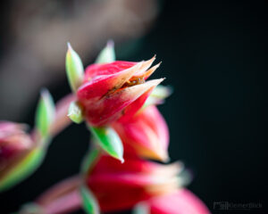 Echeveria agavoides
