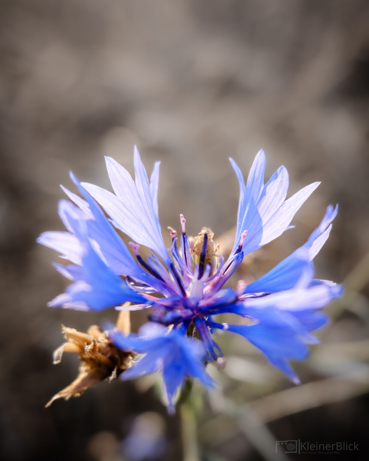 Kornblume